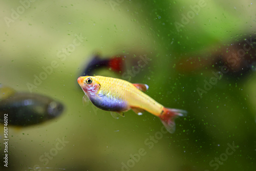 Portrait, Nahaufnahme einers Salmler, Barbe oder Bärblings im Aquarium.
 photo