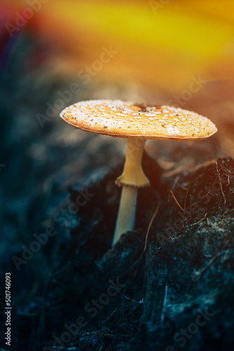 Close Up Of Amanita muscaria, commonly known as the fly agaric or fly amanita In Autumn Forest In sunlight. psychoactive effect, depressant, sedative-hypnotic, psychedelic, dissociative, deliriant photo
