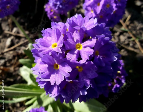 purple flowers. primrose. spring.