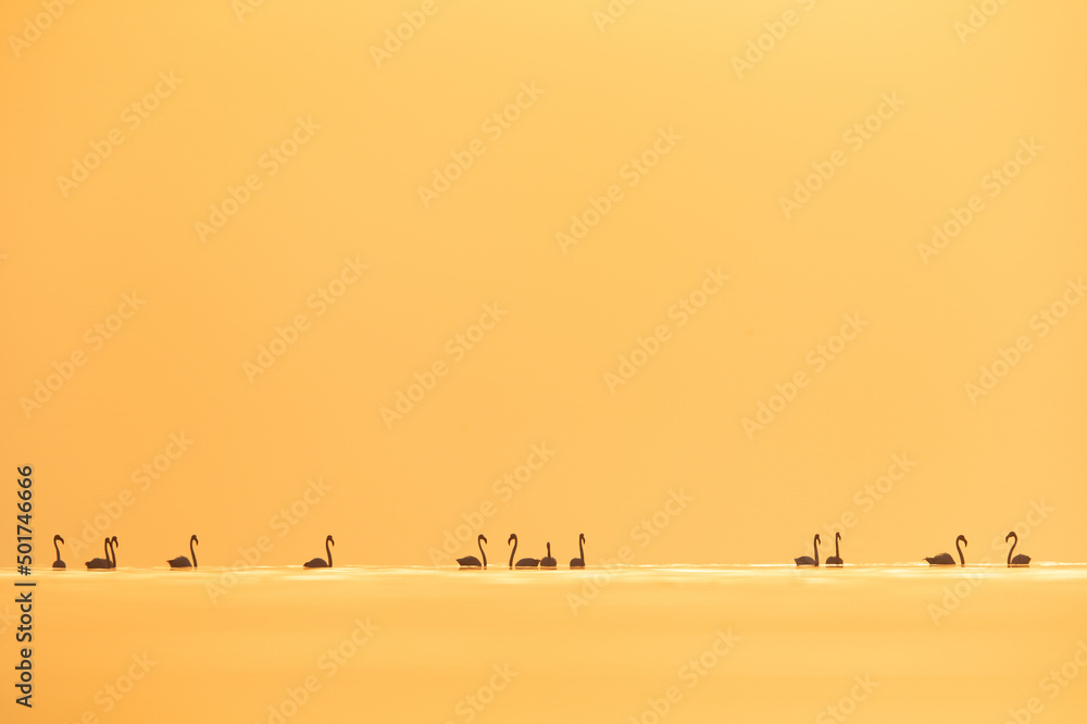 Silhouette of Greater Flamingos wading just after sunrise at Asker coast of Bahrain