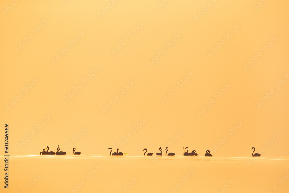 Silhouette of Greater Flamingos wading in the morning hours at Asker coast of Bahrai - obrazy, fototapety, plakaty 