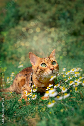 A charming red cat is resting among the flowers on the lawn.