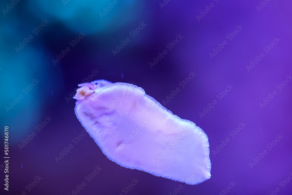 Eine Schnecke im Meerwasseraquarium an der Scheibe
Eine Schnecke im Meerwasseraquarium an der Scheibe