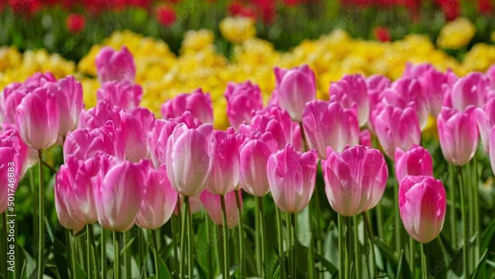 Blooming tulips flowerbed close up. Lisse, the Netherlands.. Zoom in effect Blooming tulips flowerbed close up. Lisse, the Netherlands.. Zoom in effect