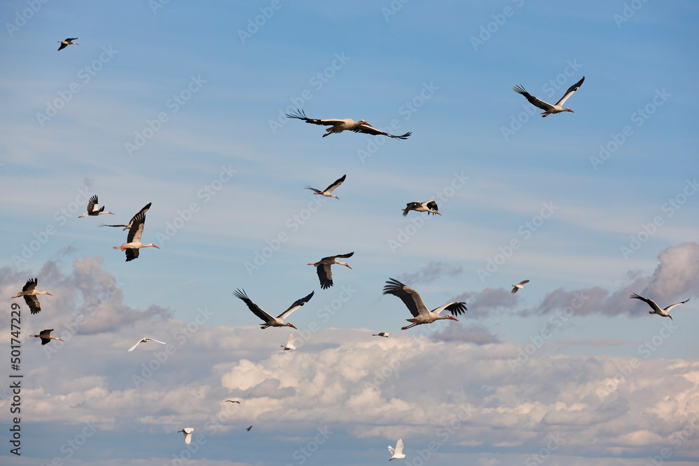 Several storks flying under blue skies. Animal wildlife. Nature