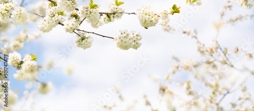 beautiful floral template or greeting card for festive holidays in springtime or summer, white flowering apple tree against blue sky, soft natural concept, panorama format with copy space © winyu