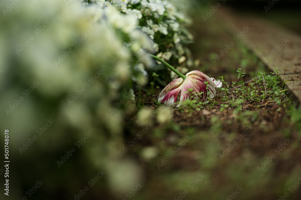 元気のない植物 元気のない植物