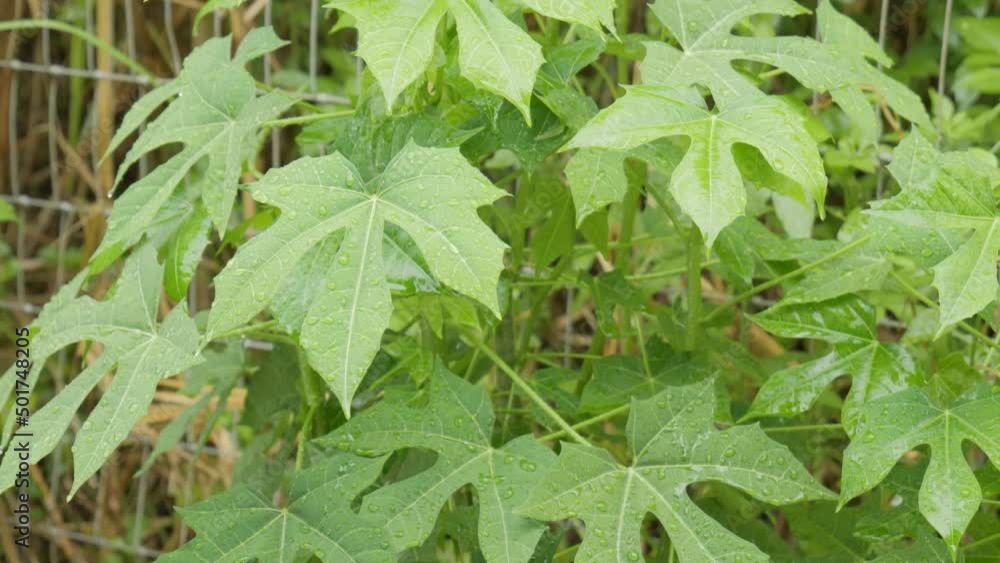 Chaya Spinach plant with rain water drop. Tree spinach or Cnidoscolus Chayamansa herbal in nature. Chaya Spinach plant with rain water drop. Tree spinach or Cnidoscolus Chayamansa herbal in nature.