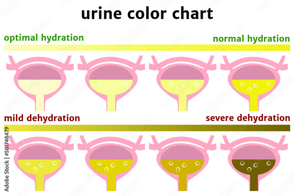 urine color chart. Image of the bladder. Dehydration scale. Vector illustration