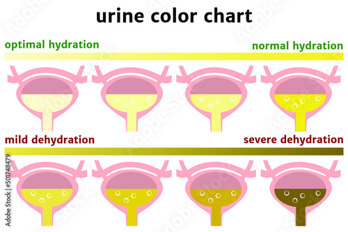 urine color chart. Image of the bladder. Dehydration scale. Vector illustration