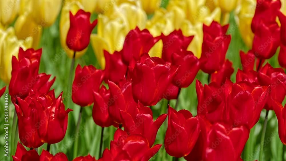 Blooming tulips flowerbed in Keukenhof flower garden, also known as the Garden of Europe. One of the world's largest flower gardens. Lisse, the Netherlands. Zoom out effect Blooming tulips flowerbed in Keukenhof flower garden, also known as the Garden of Europe. One of the world's largest flower gardens. Lisse, the Netherlands. Zoom out effect