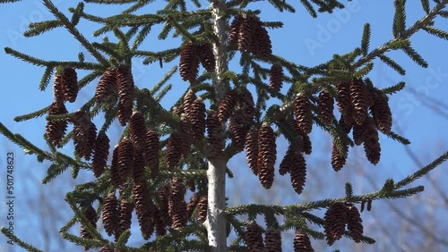 A Canadian spruce with brown cones sways in the wind. photo