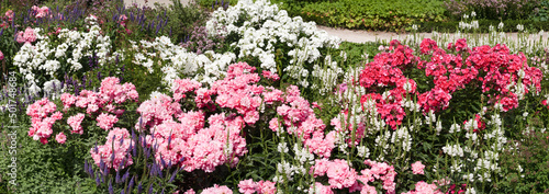 Wallpaper Mural Beautiful roses blooming in summer Torontodigital.ca