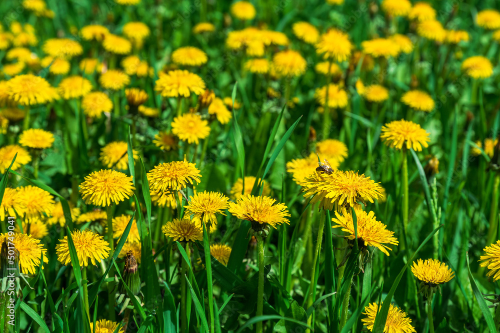 Bright yellow dandelions in the juicy green grass. Bright yellow dandelions in the juicy green grass.