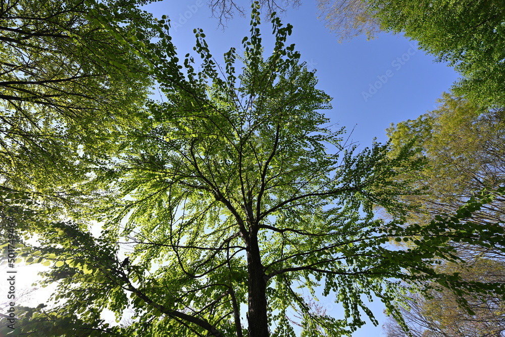 Fototapeta premium 新緑の美しい季節に空を見上げて