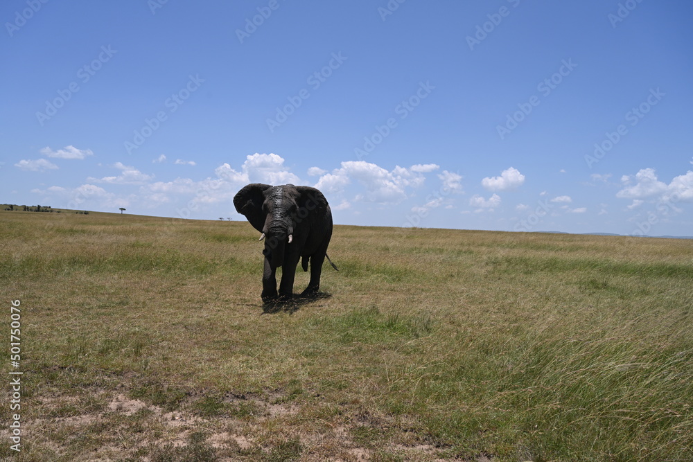 big male elephant giving warning to attack
big male elephant giving warning to attack