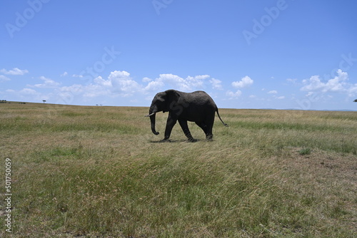 elephant in the field