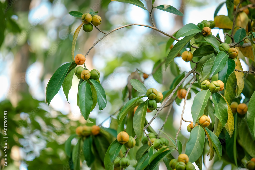 Obraz premium fresh wild fruit on the tree