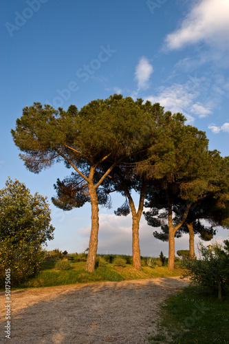 Pinienallee in Italien Umbrien