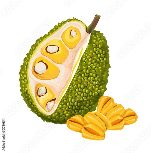 Jackfruit Tropical fruit vector illstration