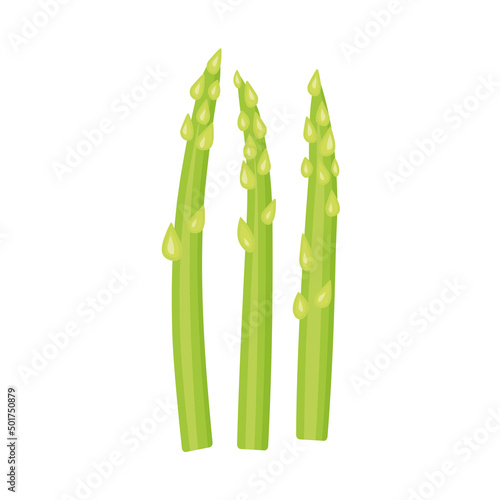 fresh asparagus on white background- vector illustration