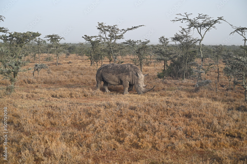 Obraz premium big white rhino eating grass