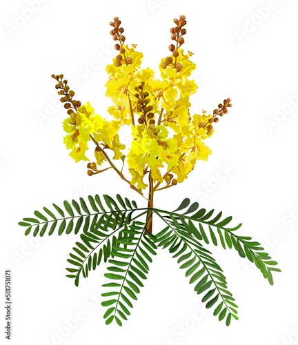Yellow Poinciana vector illustration