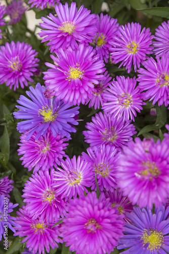 Aster mauve 