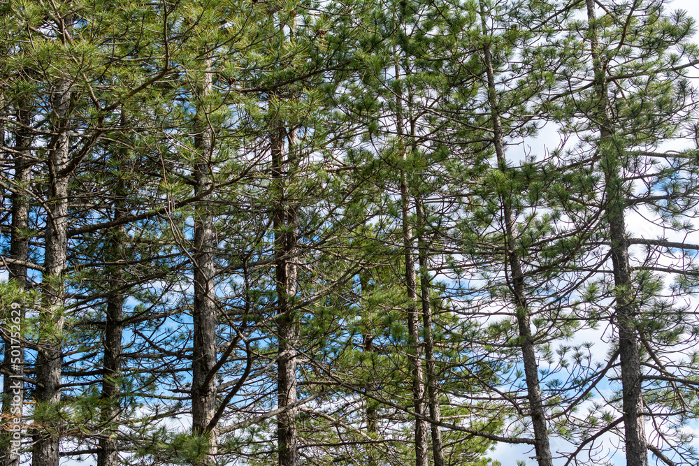Fototapeta premium Beautiful forest landscape in spring colors.