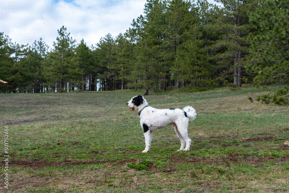 Active, smile and happy mixed raced dog outdoors in grass park on sunny summer day. Active, smile and happy mixed raced dog outdoors in grass park on sunny summer day.