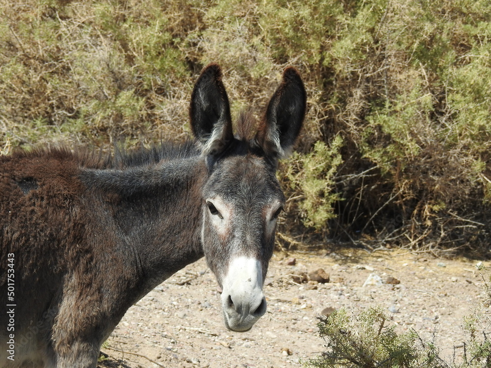 Fototapeta premium A wild burro living in the Mojave Desert, on the outskirts of the small town of Beatty, in Nye County, Nevada.