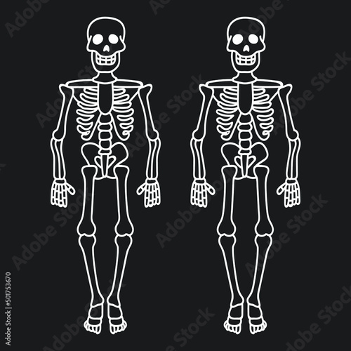 human skeleton, contour drawing of skeletons, cartoon
