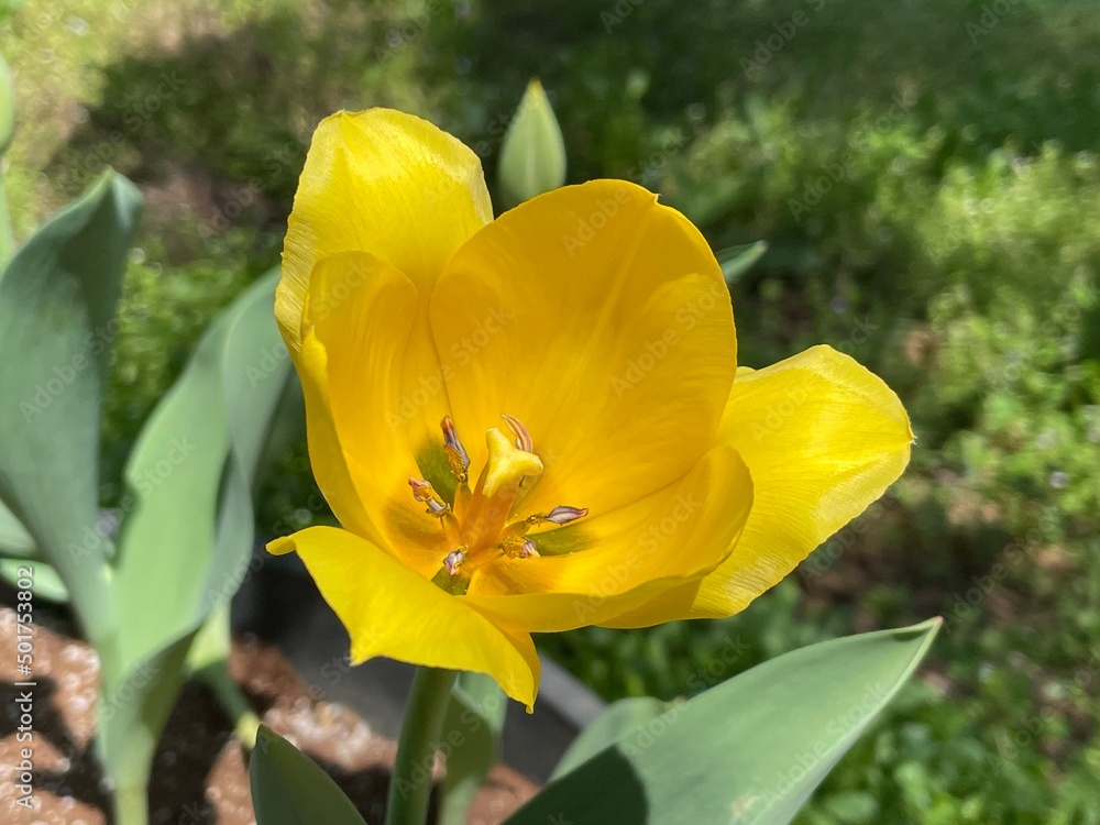 Fototapeta premium Yellow Flower