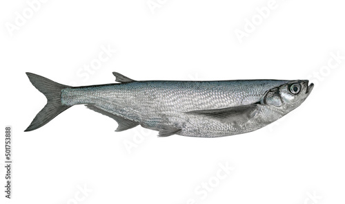Sabrefish. Alive ziege chehon fish isolated on white background