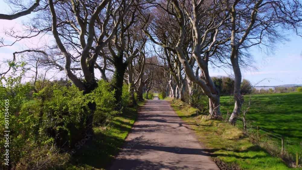Famous Dark Hedges in Northern Ireland - fly through drone footage Famous Dark Hedges in Northern Ireland - fly through drone footage