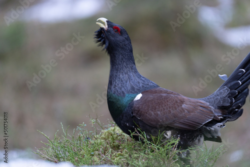 The western capercaillie (Tetrao urogallus) photo