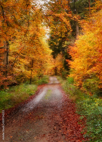 Colorful yellow and orange leaves around a walking path in Palatinate forest on a fall day in Germany. © Kari