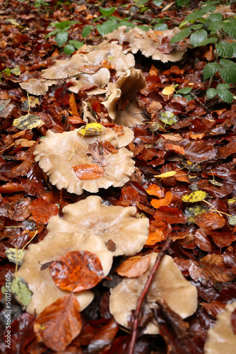 Light brown mushrooms in a row on dead brown leaves on the Palatinate forest floor in Germany on a fall day.