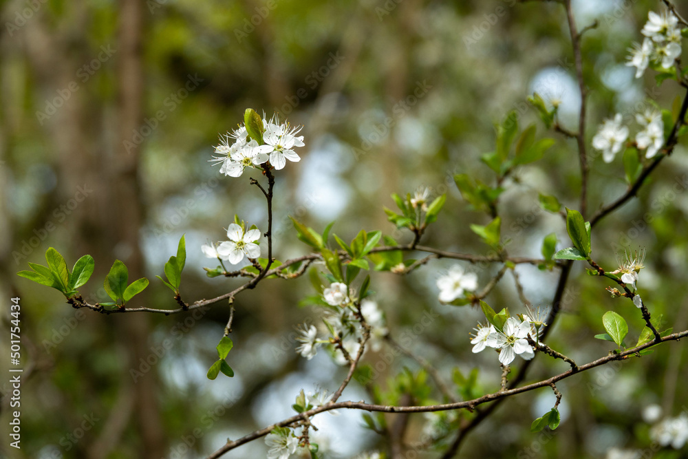 blackthorn blossom clouds of snow white flowers in early spring blackthorn blossom clouds of snow white flowers in early spring
