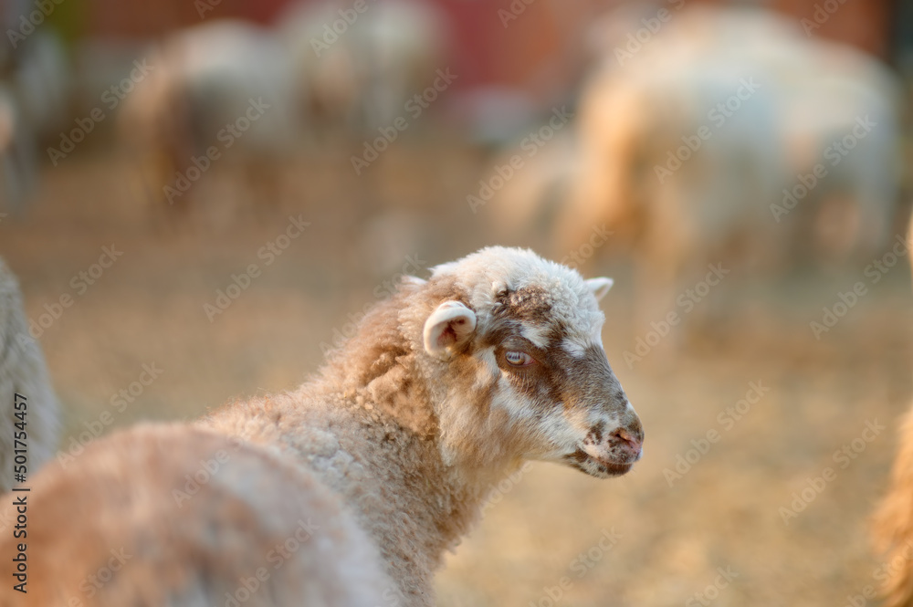Cute small lamb on background of sheeps in corral on the farm. Bio organic healthy food and wool production. Growing livestock is a traditional direction of agriculture. Animal husbandry.