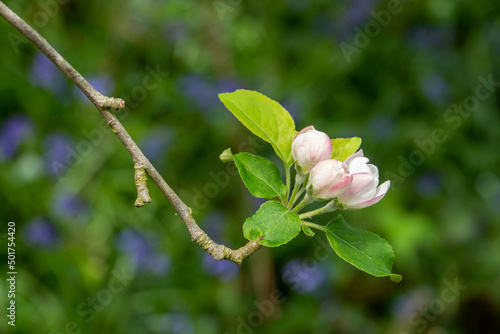 Malus domestica borkh apple blossom