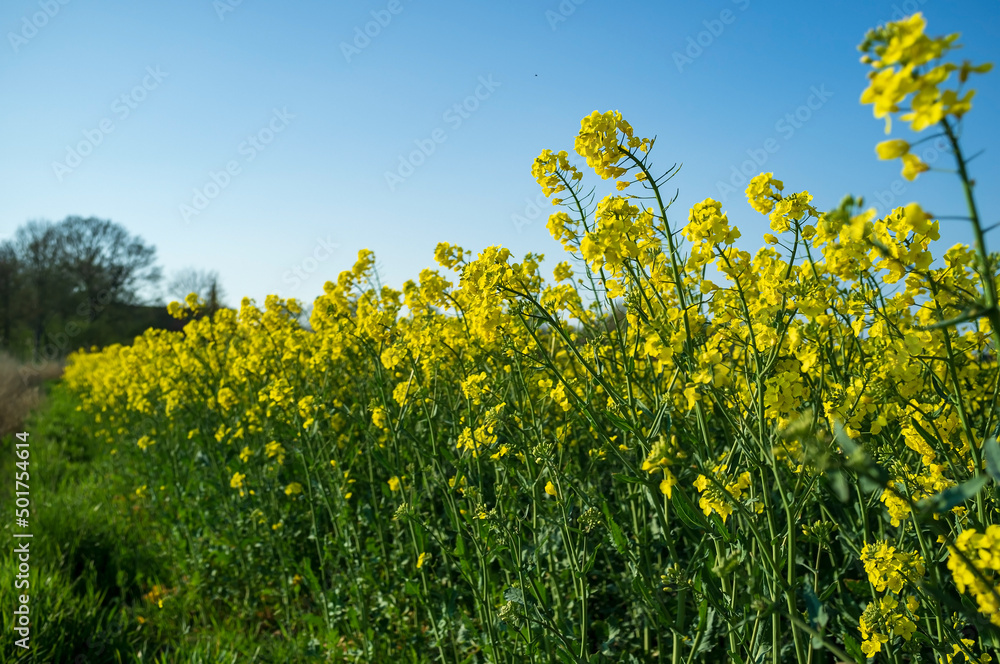 Blooming mustard plant against a sky. Yellow synapis flowers used as green manure in the field. Rural area in spring. Blooming mustard plant against a sky. Yellow synapis flowers used as green manure in the field. Rural area in spring.