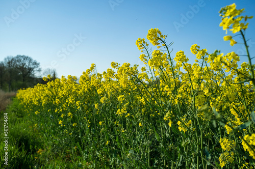Blooming mustard plant against a sky. Yellow synapis flowers used as green manure in the field. Rural area in spring.