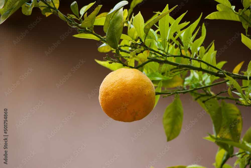 Branch of orange tree with ripe orange fruit against brown background in France in spring.