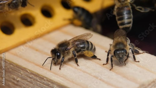 Wallpaper Mural Honey bees collect flower pollen. Torontodigital.ca