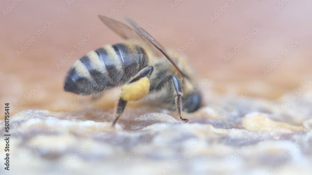 Honey bees collect flower pollen. Honey bees collect flower pollen.