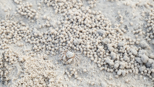 A small young ghost crab on the white sand beach. Taking shot from top view. Image cropped ratio 16:9