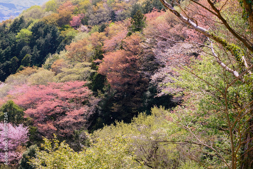 コントラストが鮮やかな山桜 photo