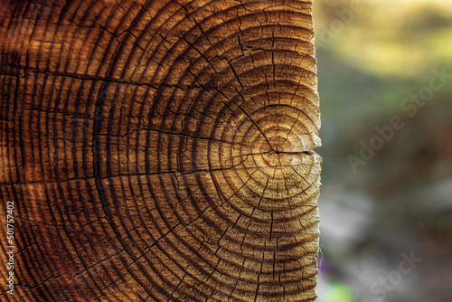 bright juicy image of the cut of a felled tree for the design of carpentry office work; sawmill industry;