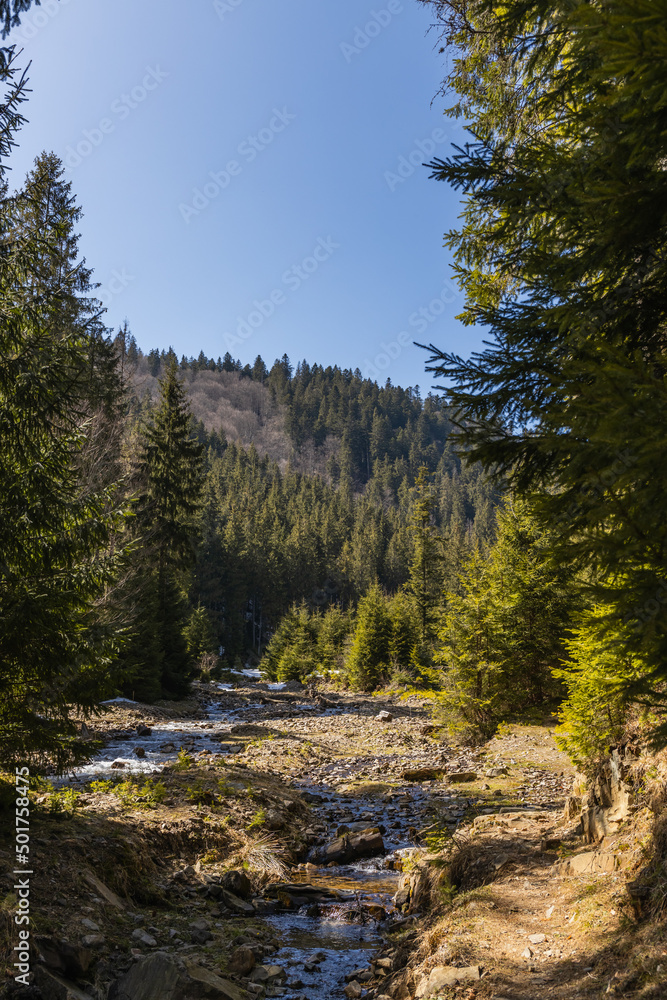Pine forest and mountain river with blue sky at background.
